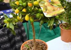 Beccaria Piante's fortunella Margarta Kumquat is one of Francesco's products.